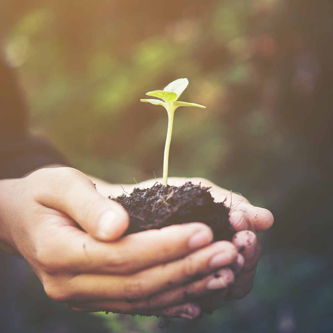 image-man-hand-plant-bloc